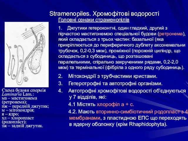 Stramenopiles. Хромофітові водорості 2. Мітохондрії з трубчастими кристами. 3. Гетеротрофні та