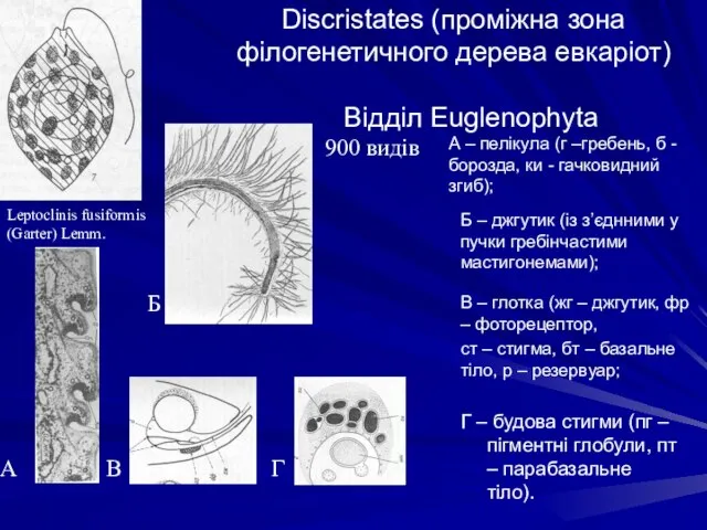 Discristates (проміжна зона філогенетичного дерева евкаріот) Відділ Euglenophyta Leptoclinis fusiformis (Garter)