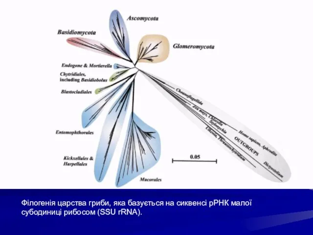 Філогенія царства гриби, яка базується на сиквенсі рРНК малої субодиниці рибосом (SSU rRNA).