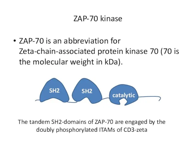 ZAP-70 kinase ZAP-70 is an abbreviation for Zeta-chain-associated protein kinase 70