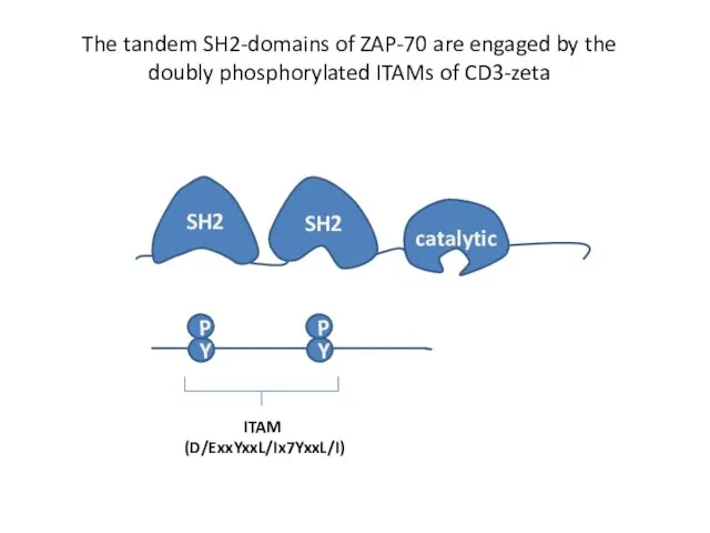 The tandem SH2-domains of ZAP-70 are engaged by the doubly phosphorylated