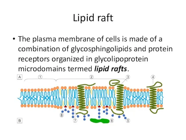 Lipid raft The plasma membrane of cells is made of a