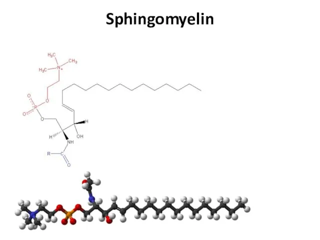 Sphingomyelin