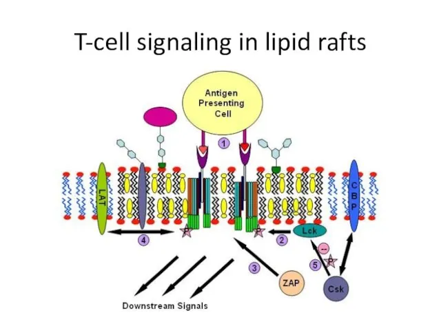 T-cell signaling in lipid rafts