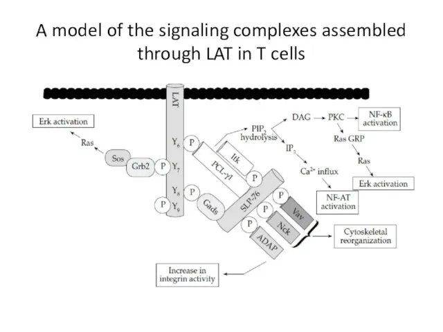 A model of the signaling complexes assembled through LAT in T cells