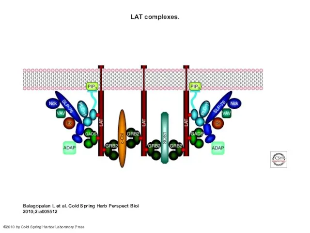 LAT complexes. Balagopalan L et al. Cold Spring Harb Perspect Biol