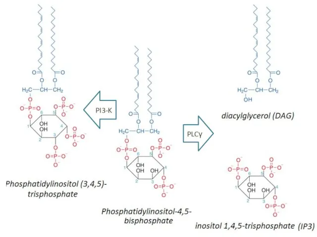 PLCγ PI3-K