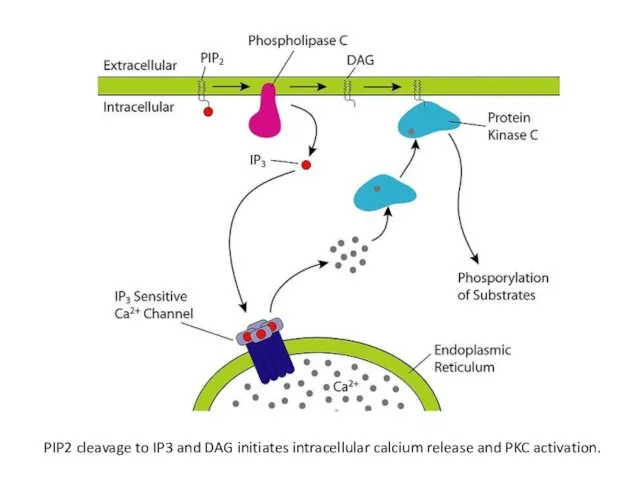 PIP2 cleavage to IP3 and DAG initiates intracellular calcium release and PKC activation.