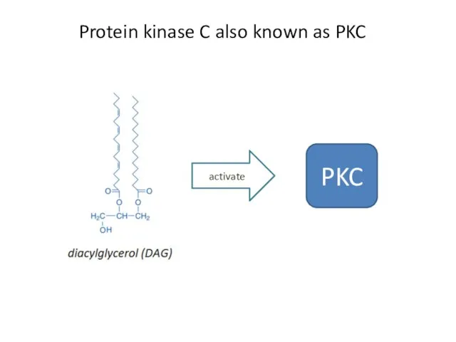 Protein kinase C also known as PKC activate PKC