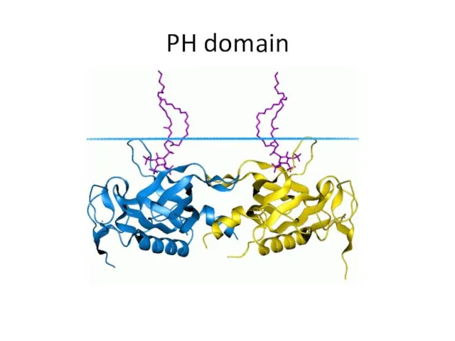 PH domain