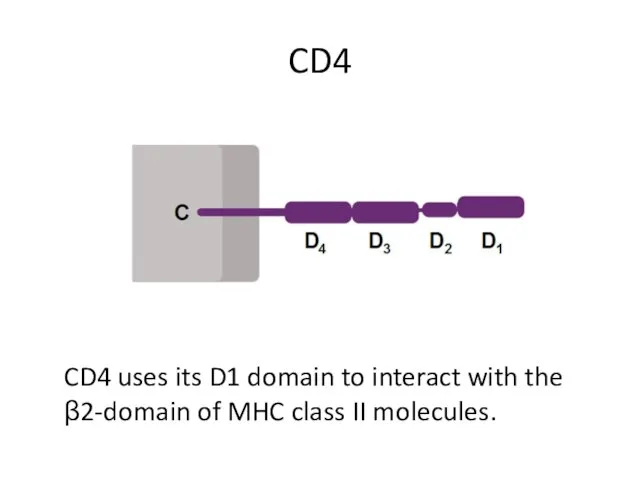 CD4 CD4 uses its D1 domain to interact with the β2-domain of MHC class II molecules.