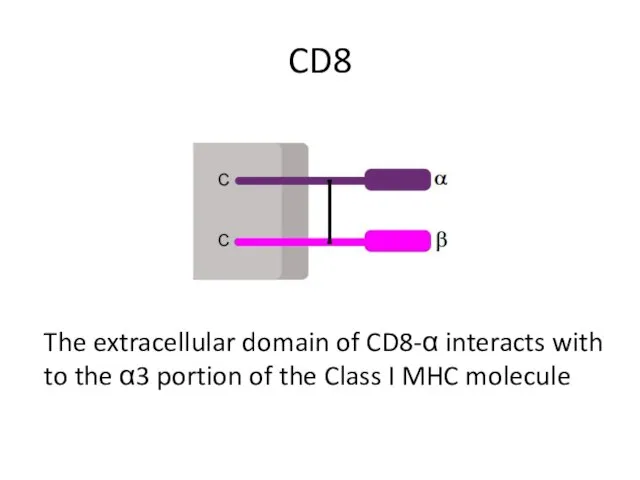 CD8 The extracellular domain of CD8-α interacts with to the α3