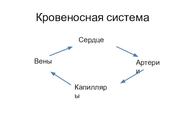 Кровеносная система Сердце Вены Капилляры Артерии