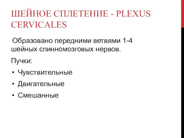 ШЕЙНОЕ СПЛЕТЕНИЕ - PLEXUS CERVICALES Образовано передними ветвями 1-4 шейных спинномозговых нервов. Пучки: Чувствительные Двигательные Смешанные