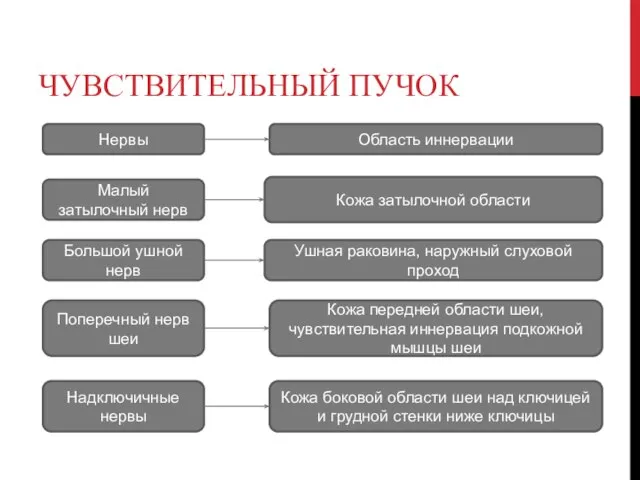 ЧУВСТВИТЕЛЬНЫЙ ПУЧОК Нервы Область иннервации Малый затылочный нерв Кожа затылочной области