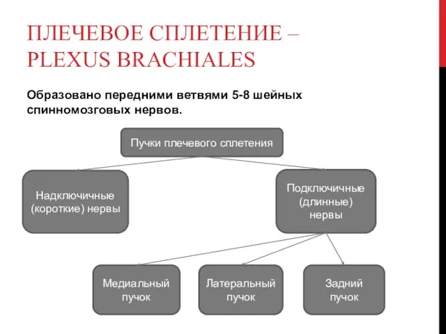 ПЛЕЧЕВОЕ СПЛЕТЕНИЕ – PLEXUS BRACHIALES Образовано передними ветвями 5-8 шейных спинномозговых