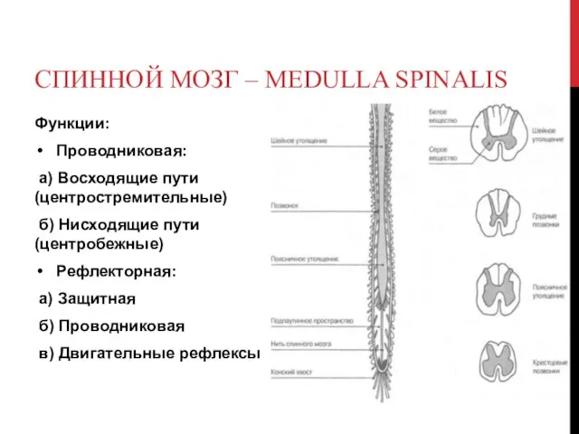 СПИННОЙ МОЗГ – MEDULLA SPINALIS Функции: Проводниковая: а) Восходящие пути (центростремительные)