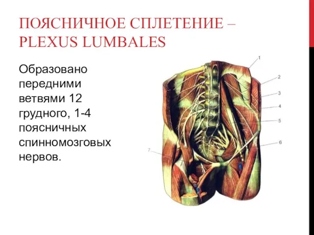 ПОЯСНИЧНОЕ СПЛЕТЕНИЕ – PLEXUS LUMBALES Образовано передними ветвями 12 грудного, 1-4 поясничных спинномозговых нервов.