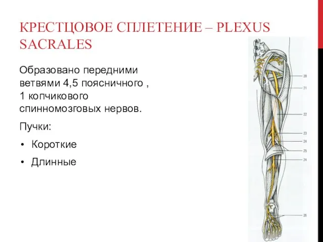 КРЕСТЦОВОЕ СПЛЕТЕНИЕ – PLEXUS SACRALES Образовано передними ветвями 4,5 поясничного ,