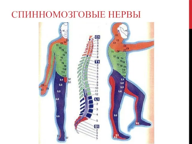 СПИННОМОЗГОВЫЕ НЕРВЫ