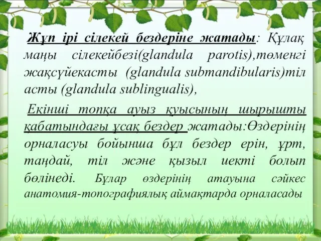 Жұп ірі сілекей бездеріне жатады: Құлақ маңы сілекейбезі(glandula parotis),төменгі жақсүйекасты (glandula