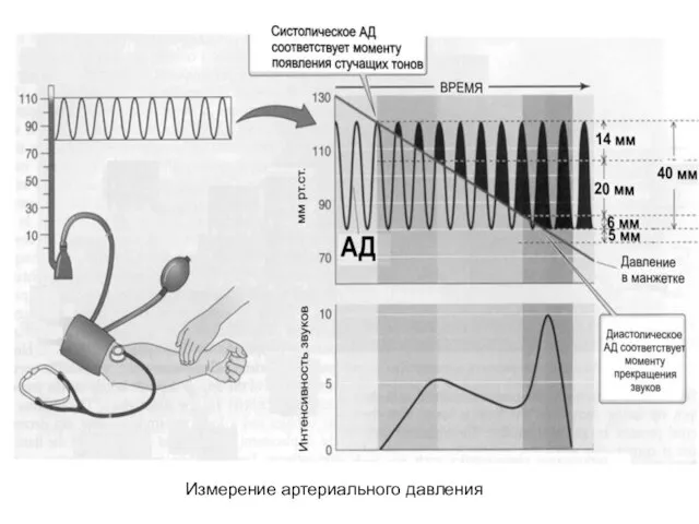 Измерение артериального давления