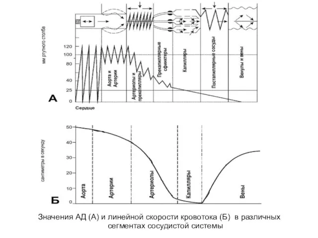 Значения АД (А) и линейной скорости кровотока (Б) в различных сегментах сосудистой системы