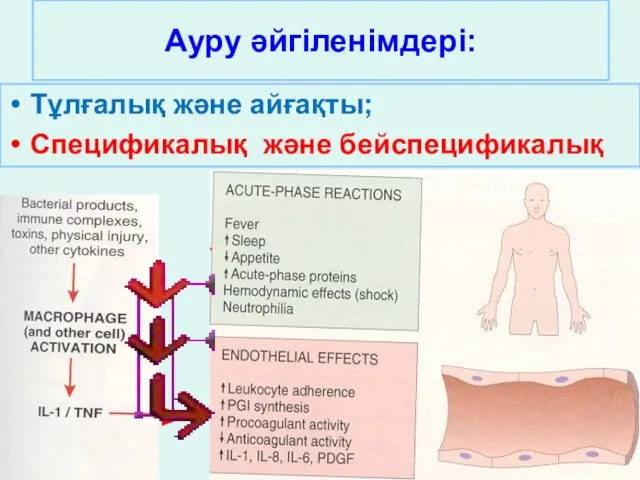 Ауру әйгіленімдері: Тұлғалық және айғақты; Спецификалық және бейспецификалық