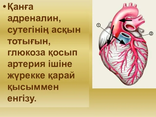 Қанға адреналин, сутегінің асқын тотығын, глюкоза қосып артерия ішіне жүрекке қарай қысыммен енгізу.