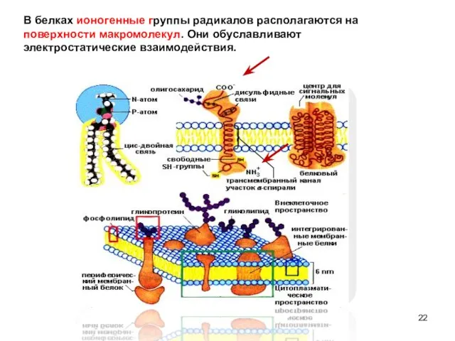 В белках ионогенные группы радикалов располагаются на поверхности макромолекул. Они обуславливают электростатические взаимодействия.