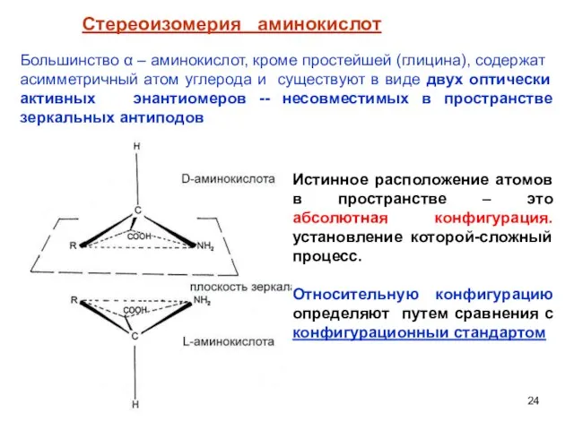 Стереоизомерия аминокислот Большинство α – аминокислот, кроме простейшей (глицина), содержат асимметричный