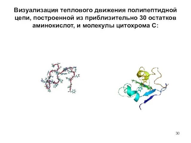 Визуализация теплового движения полипептидной цепи, построенной из приблизительно 30 остатков аминокислот, и молекулы цитохрома С: