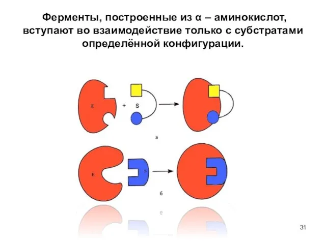 Ферменты, построенные из α – аминокислот, вступают во взаимодействие только с субстратами определённой конфигурации.