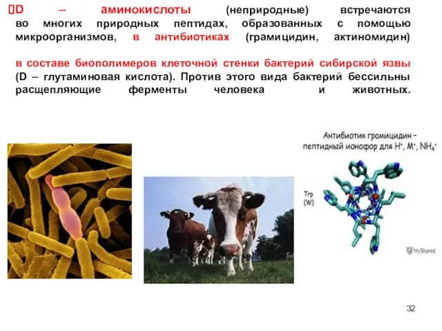 D – аминокислоты (неприродные) встречаются во многих природных пептидах, образованных с