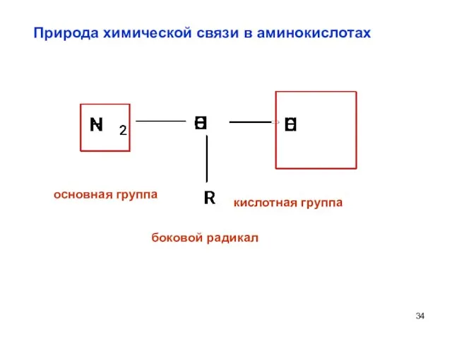 Природа химической связи в аминокислотах боковой радикал основная группа кислотная группа