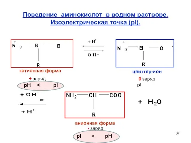 Поведение аминокислот в водном растворе. Изоэлектрическая точка (pI). катионная форма цвиттер-ион