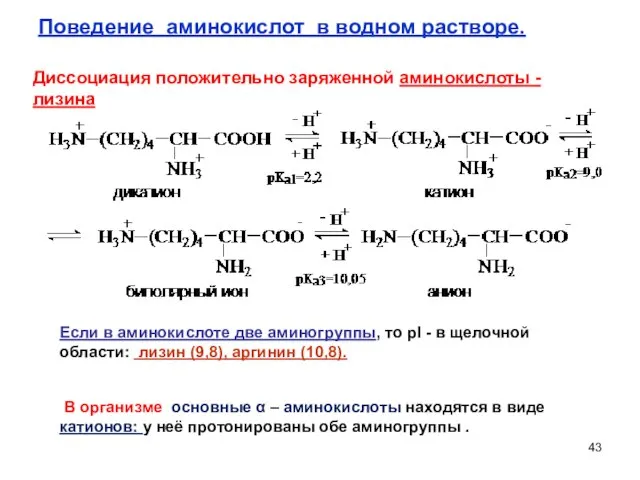 Поведение аминокислот в водном растворе. Диссоциация положительно заряженной аминокислоты - лизина