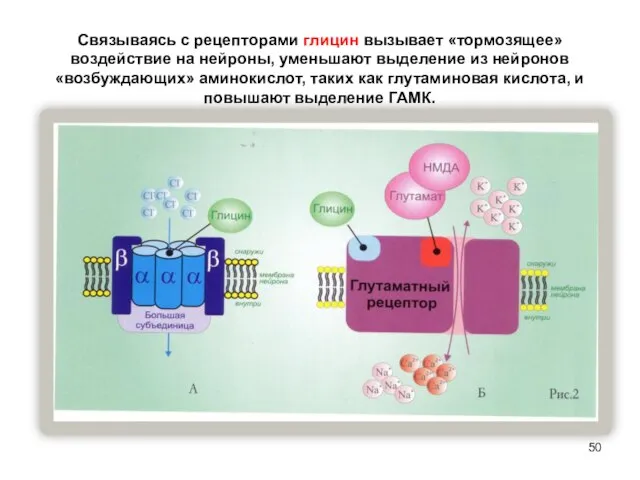 Связываясь с рецепторами глицин вызывает «тормозящее» воздействие на нейроны, уменьшают выделение