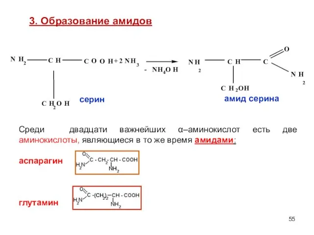 3. Образование амидов Среди двадцати важнейших α–аминокислот есть две аминокислоты, являющиеся