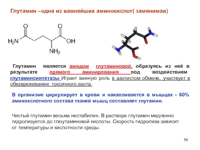 Глутамин –одна из важнейших аминокислот( заменимая) Чистый глутамин весьма нестабилен. В