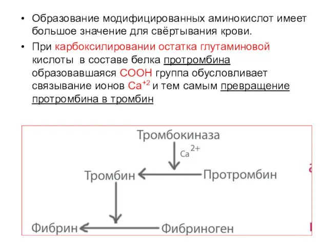 Образование модифицированных аминокислот имеет большое значение для свёртывания крови. При карбоксилировании