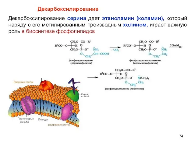 Декарбоксилирование серина дает этаноламин (коламин), который наряду с его метилированным производным