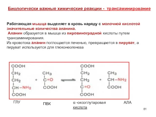 Биологически важные химические реакции - трансаминирование ГЛУ ПВК α -оксоглутаровая кислота