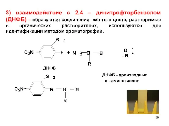 ДНФБ - 3) взаимодействие с 2,4 – динитрофторбензолом (ДНФБ) – образуются