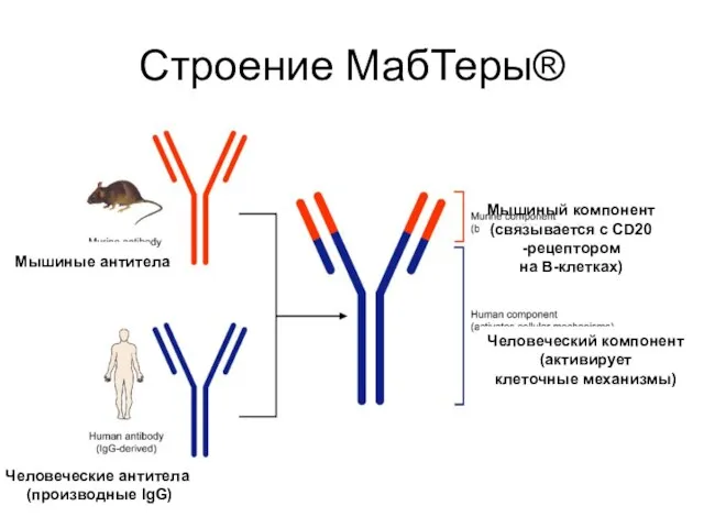 Строение МабТеры® Мышиные антитела Человеческие антитела (производные IgG) Мышиный компонент (связывается