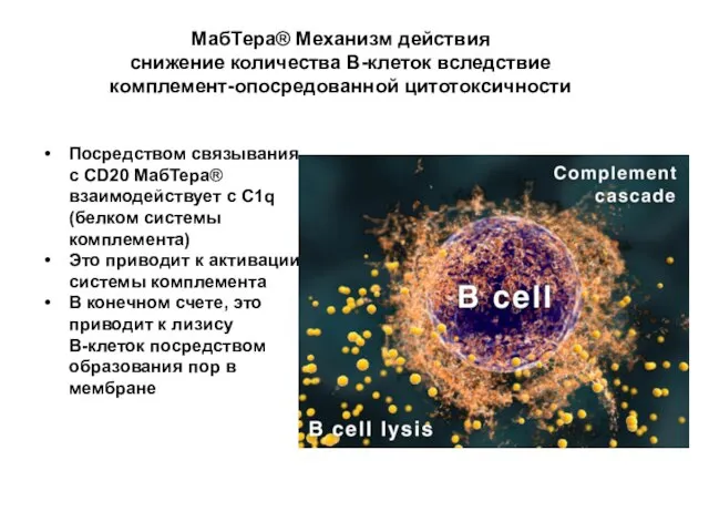 МабТера® Механизм действия снижение количества В-клеток вследствие комплемент-опосредованной цитотоксичности Посредством связывания