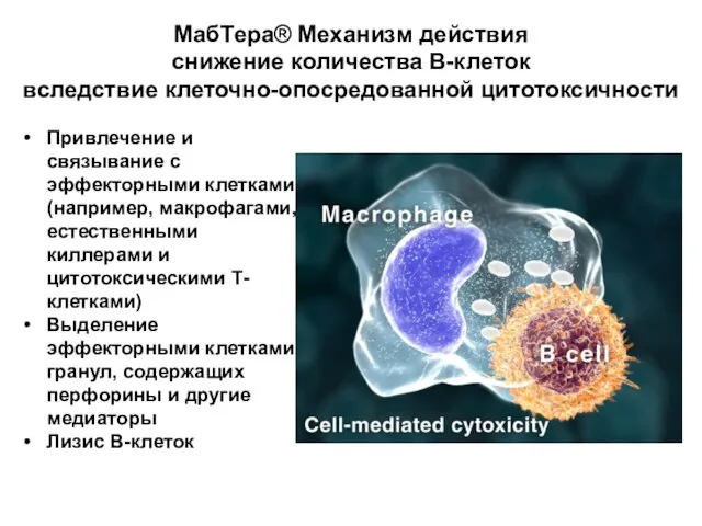 МабТера® Механизм действия снижение количества В-клеток вследствие клеточно-опосредованной цитотоксичности Привлечение и