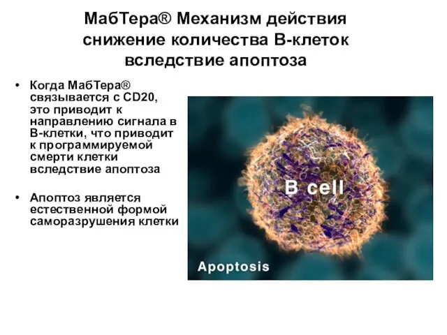 МабТера® Механизм действия снижение количества В-клеток вследствие апоптоза Когда МабТера® связывается