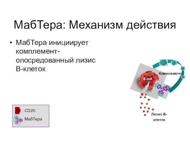 МабТера: Механизм действия МабТера инициирует комплемент-опосредованный лизис В-клеток (Clynes et al,