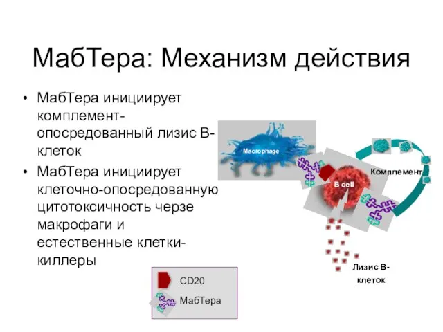 МабТера инициирует комплемент-опосредованный лизис В-клеток МабТера инициирует клеточно-опосредованную цитотоксичность черзе макрофаги